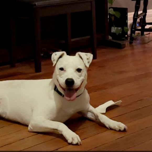 Inspector Gadget VHS - Picture 5 of 5